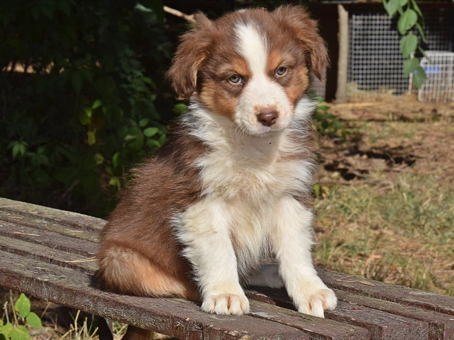 Australian Shepherd puppy for sale