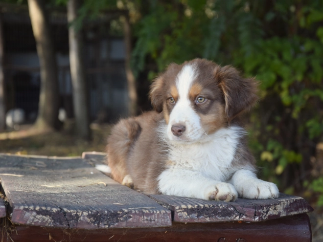 Australian Shepherd puppy for sale
