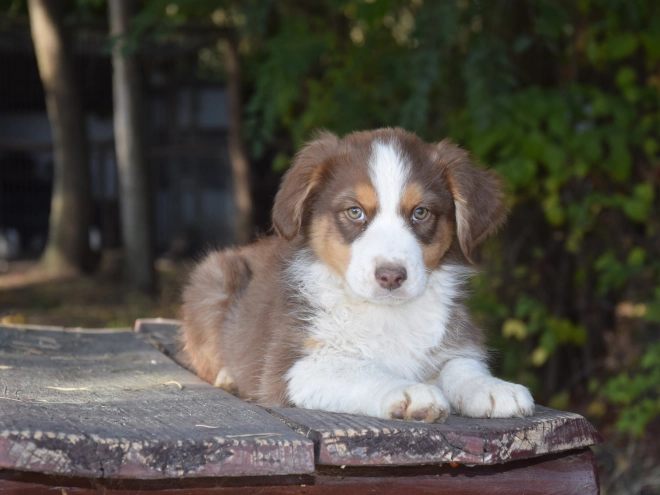 Australian Shepherd puppy for sale