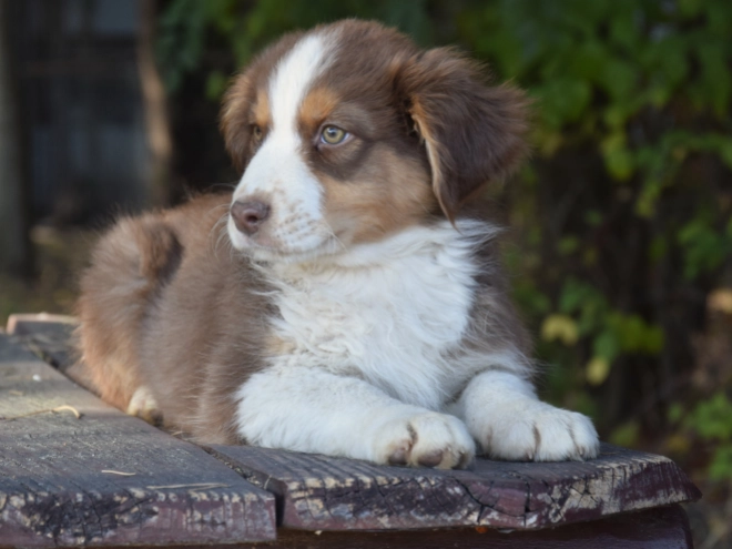 Australian Shepherd puppy for sale