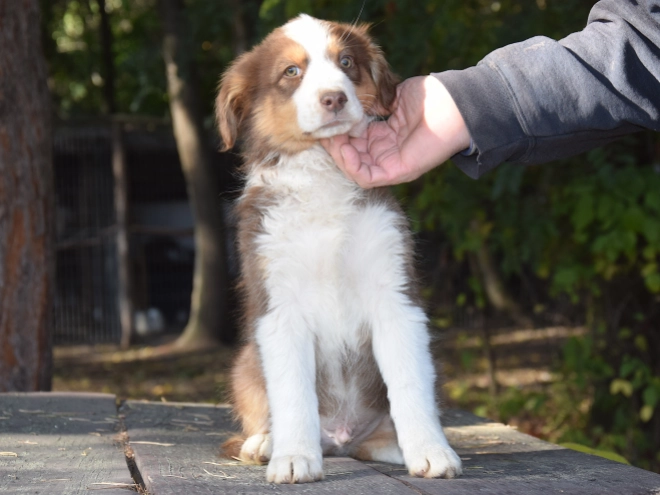 Australian Shepherd puppy for sale