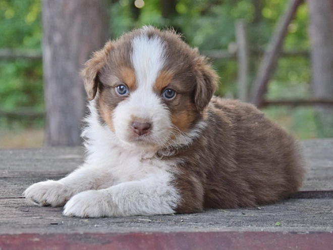 Australian Shepherd puppy for sale