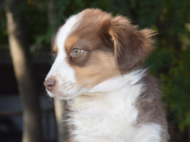 Australian Shepherd puppy for sale