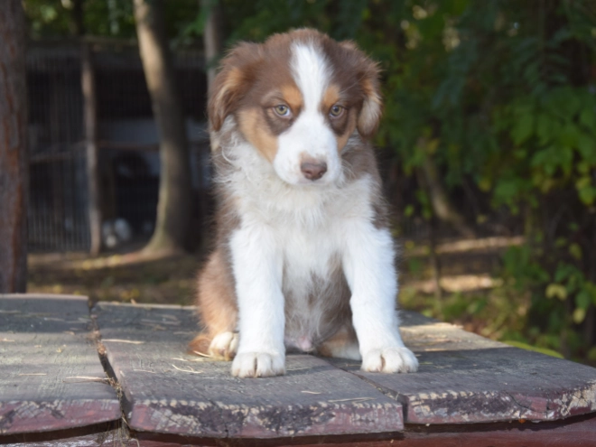 Australian Shepherd puppy for sale