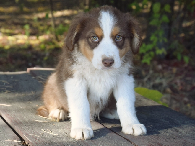 Australian Shepherd puppy for sale