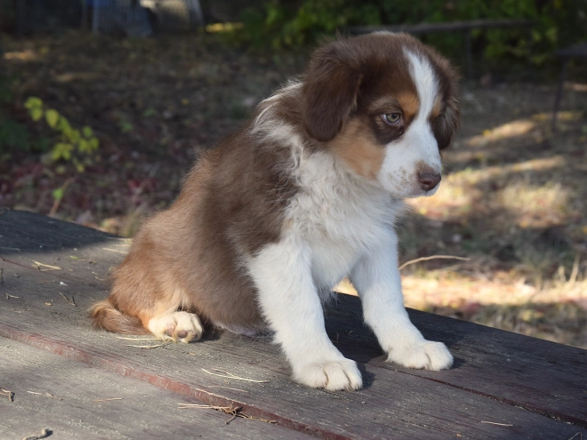 Australian Shepherd puppy for sale