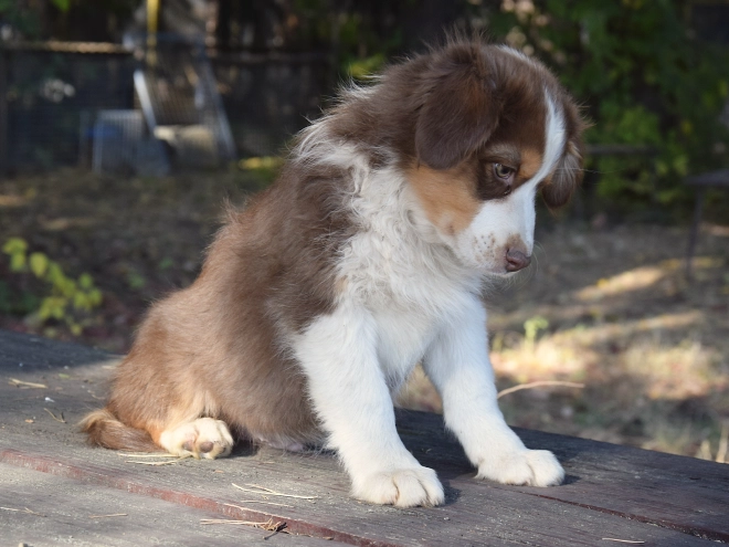 Australian Shepherd puppy for sale