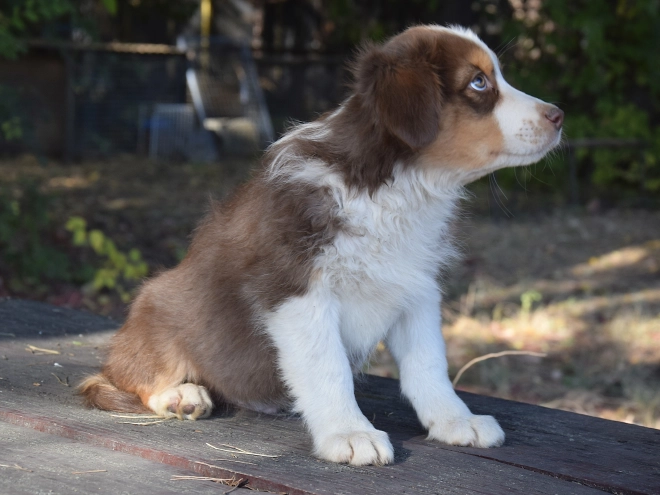 Australian Shepherd puppy for sale