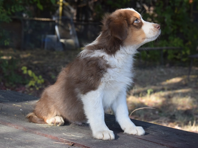 Australian Shepherd puppy for sale