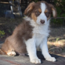 Buster, red tricolor Australian Shepherd for sale