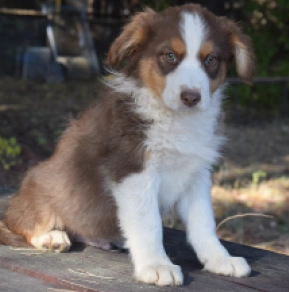 Australian Shepherd puppy for sale