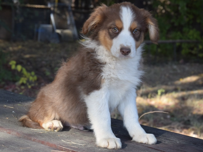 Australian Shepherd puppy for sale