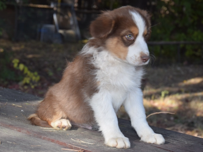 Australian Shepherd puppy for sale