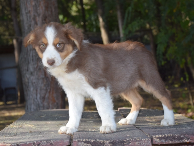 Australian Shepherd puppy for sale