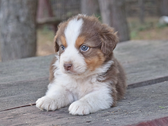 Australian Shepherd puppy for sale