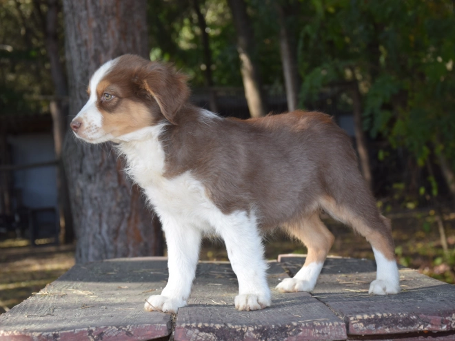Australian Shepherd puppy for sale