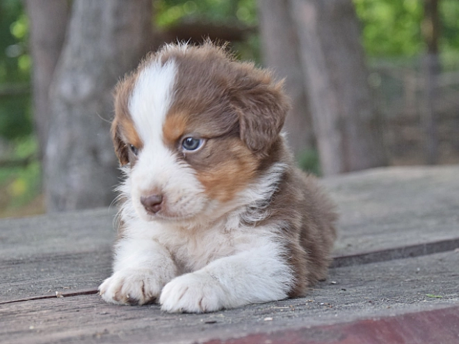 Australian Shepherd puppy for sale