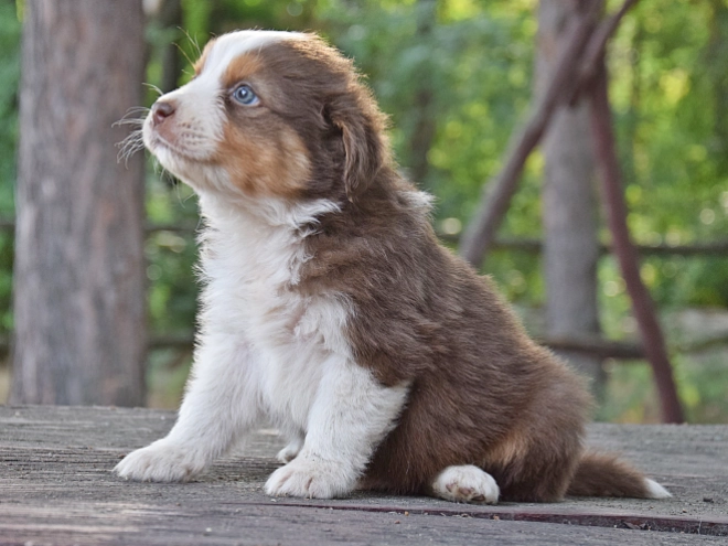Australian Shepherd puppy for sale