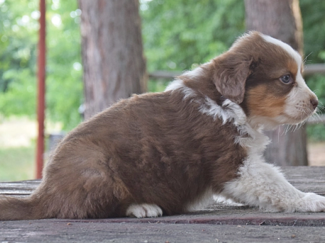 Australian Shepherd puppy for sale