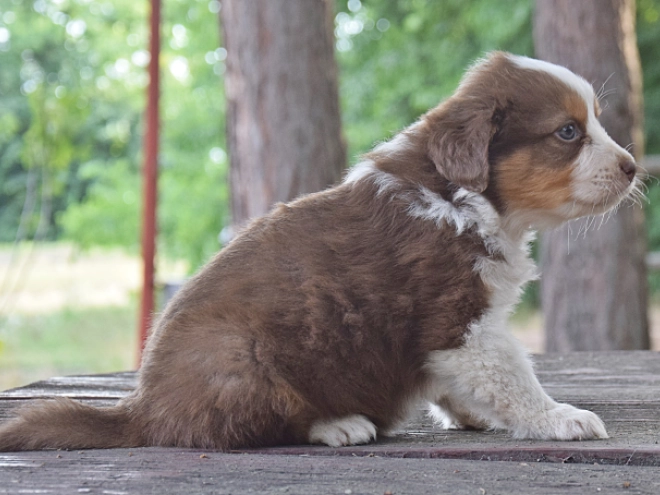 Australian Shepherd puppy for sale