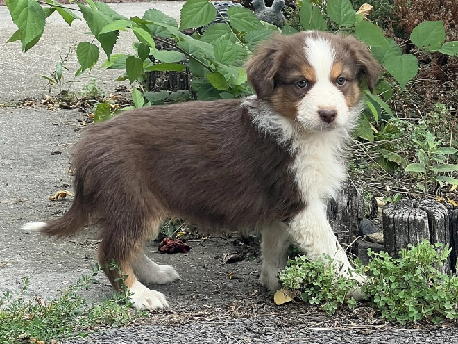 Australian Shepherd puppy for sale