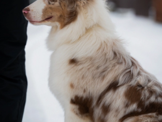 Perros Pastor Australiano en venta