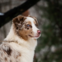 Perros Pastor Australiano en venta