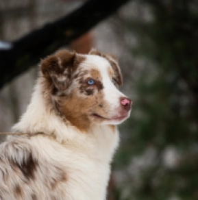 Australian Shepherd Welpe zu verkaufen
