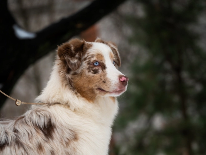 Perros Pastor Australiano en venta