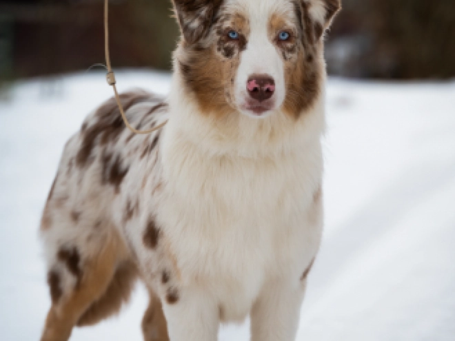 Perros Pastor Australiano en venta