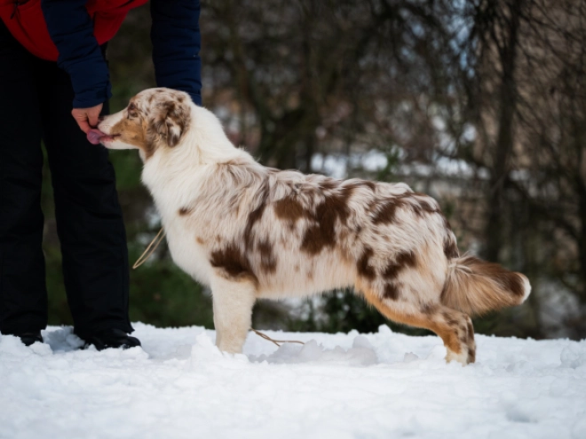 Perros Pastor Australiano en venta