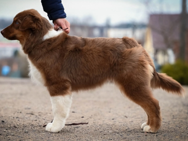 Australian Shepherd puppy for sale
