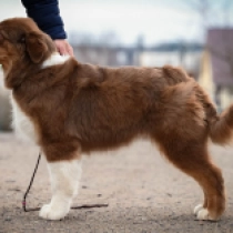 Perros Pastor Australiano en venta