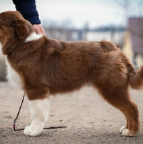 Australian Shepherd Welpe zu verkaufen