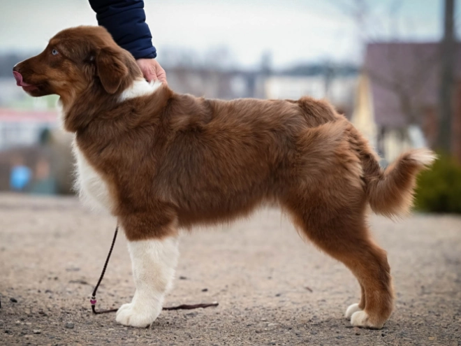 Australian Shepherd puppy for sale