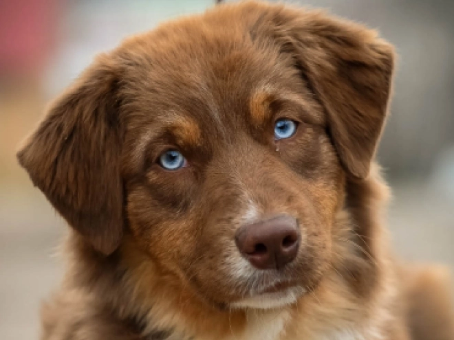 Australian Shepherd puppy for sale