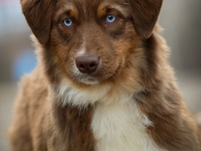 Australian Shepherd puppy for sale