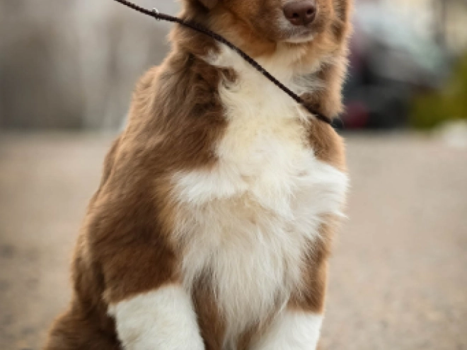 Australian Shepherd puppy for sale