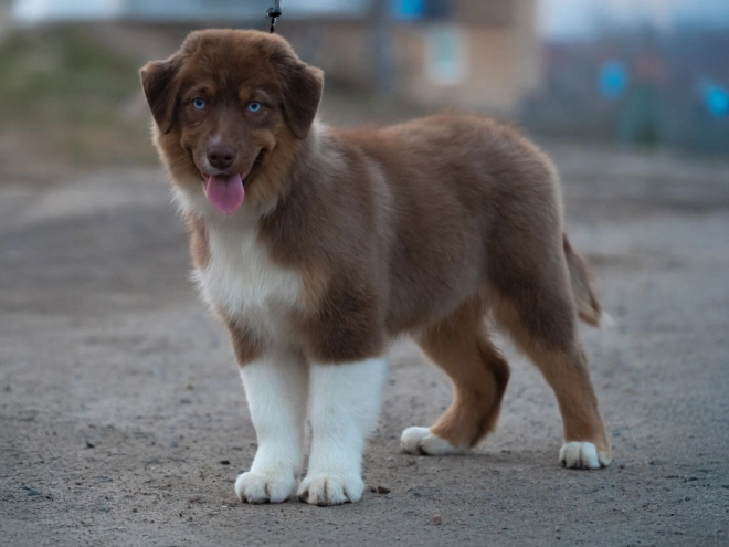 Australian Shepherd puppy for sale