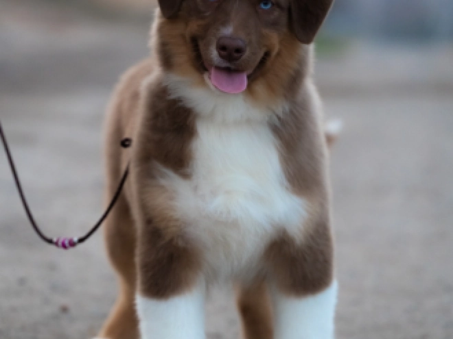Australian Shepherd puppy for sale