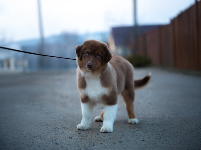 Australian Shepherd puppy for sale