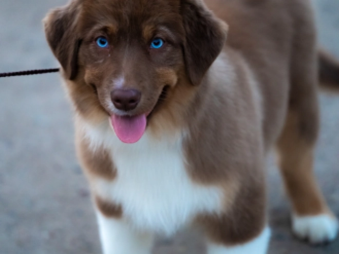 Australian Shepherd puppy for sale