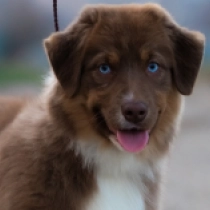 Perros Pastor Australiano en venta