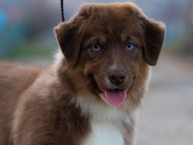 Australian Shepherd puppy for sale