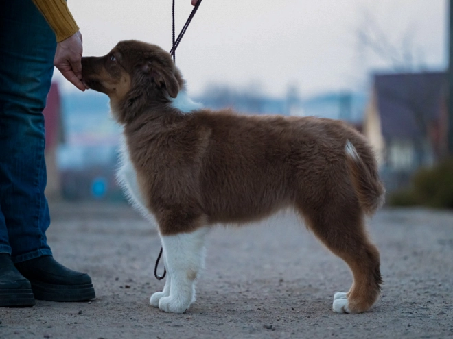 Australian Shepherd puppy for sale