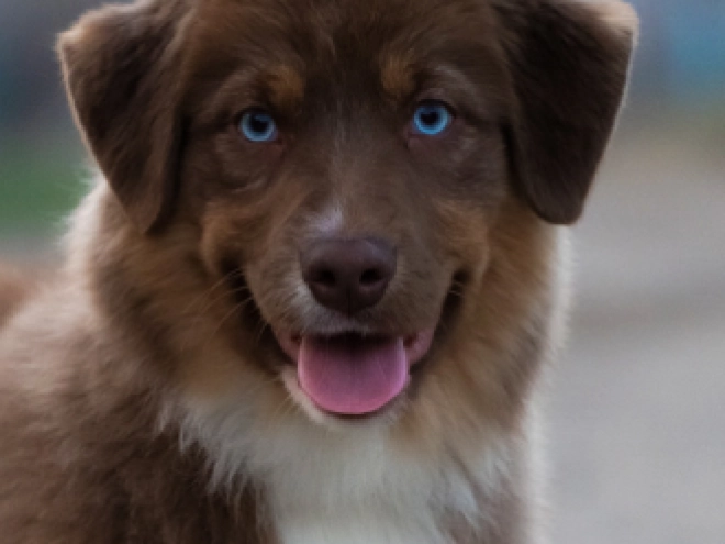 Australian Shepherd puppy for sale