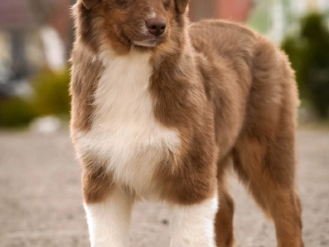 Australian Shepherd puppy for sale