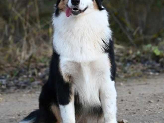 Australian Shepherd puppy for sale
