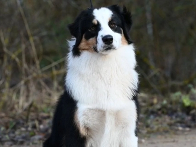 Australian Shepherd puppy for sale