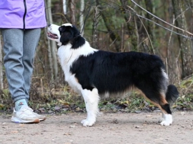 Australian Shepherd puppy for sale